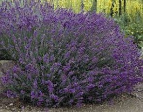 Levendula Lavandula angustifolia Hidcote cserepes fűszernövény