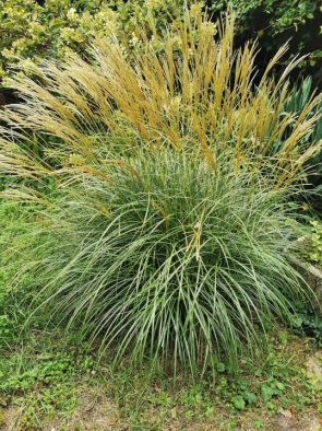 Törpe Japán ezüstfű Miscanthus Yaku Jima Dwarf