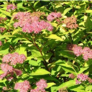 Japán gyöngyvessző - Spiraea x bumalda