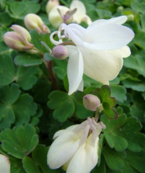 Japán harangvirág fehér Aquilegia flabellata Cameo White