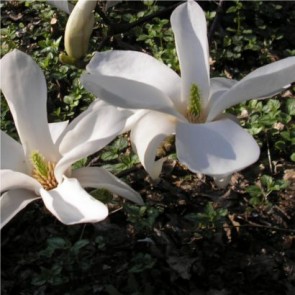 Japán liliomfa Magnolia kobus 40-60 cm cserepes facsemete