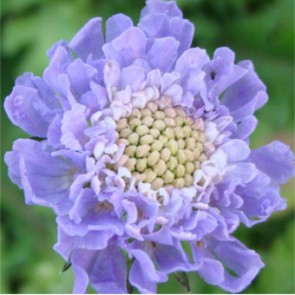 Japán ördögszem - Scabiosa Butterfly Blue