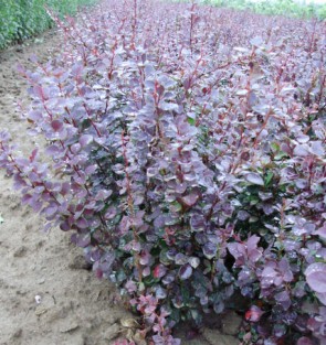 Japán vérborbolya színes levelek - Berberis thunbergii Atropurpurea