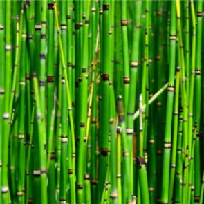 Tavi növények Téli zsurló hengeras szárak - Equisetum hyemale