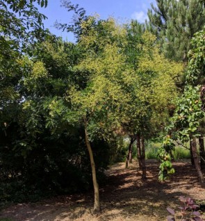Japánakác Sophora japonica 80-100 cm cserepes