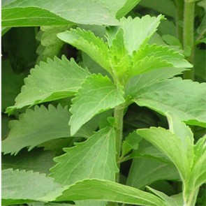 Stevia - Jázminpakóca, Édes levél