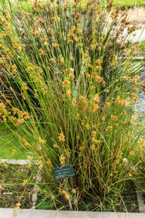 Békaszittyó - Juncus effusus