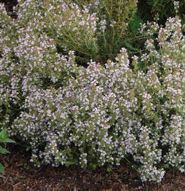 Kerti kakukkfű Thymus vulgaris cserepes fűszernövény