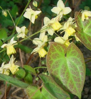Kénsárga tündérvirág Epimedium x versicolor Sulphureum