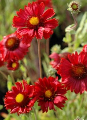 Kerti kokárdavirág Gaillardia Burgunder