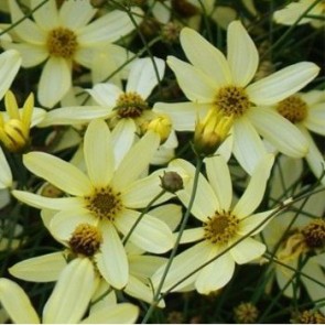Keskenylevelű menyecskeszem - Coreopsis