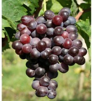 Kismis Moldavszkij magvatlan csemegeszőlő