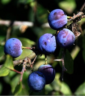 Kökén - Prunus spinosa - Vadgyümölcs - Sövény