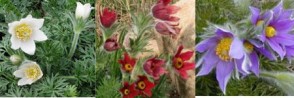 Sziklakerti évelők Kökörcsin kollekció - 6 db cserepes kökörcsin 3 féle virágszínben