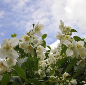 Közönséges jezsámen - Philadelphus coronarius