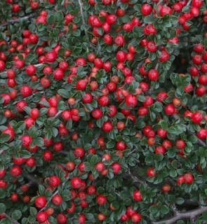 Szőnyeg madárbirs Cotoneaster dammeri Coral Beauty