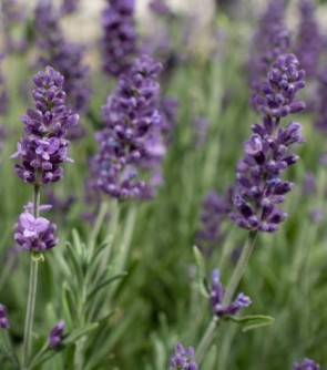 Keskenylevelű (angol) levendula - Lavandula angustifolia Blue Scent