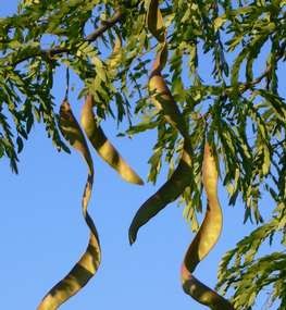 Lepényfa Gleditsia triacanthos