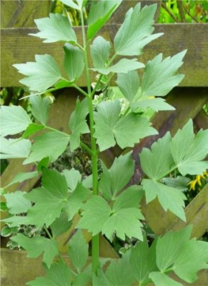 Lestyán Levisticum officinale cserepes fűszernövény