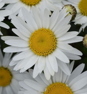 Margaréta - Leucanthemum maximum Snow Lady