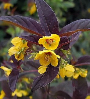 Lizinka vörös levelű - Lysimachia ciliata Firecracker