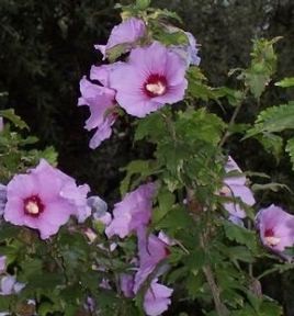 Mályvacserje Hibiscus syriacus 80-100 cm cserepes sövény cserje