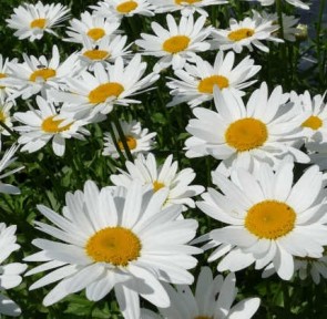 Margaréta Leucanthemum x superbum Becky
