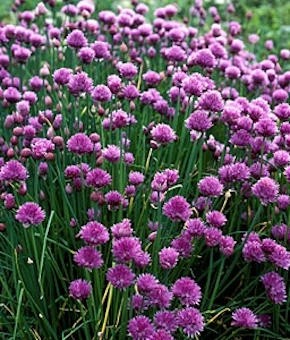 Metélőhagyma snidling Allium schoenoprasum