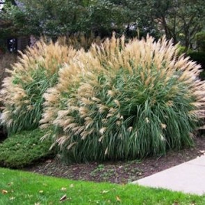 Molnárpántlika - Miscanthus sinensis Adagio