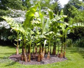 Télálló banán, Fagytűrő banán - Musa basjoo Forrás: Tropical Flore - http://www.tropicaflore.com