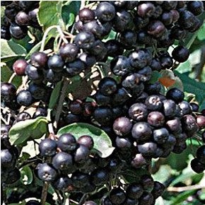 Néró fekete berkenye gyümölcs - Aronia melanocarpa Nero