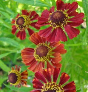 Őszi napfényvirág Helenium Rubinzwerg