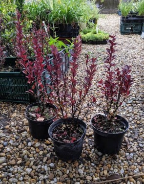 Oszlopos vérborbolya Berberis thunbergii Red Pillar