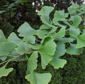 Páfrányfenyő Ginkgo biloba