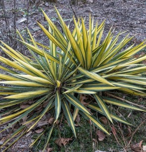 Fürtös pálmaliliom sárga zöld csíkos Yucca filamentosa Colour Guard