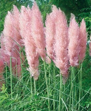 Pampafű rózsaszín bugás - Cortaderia selloana Rosea