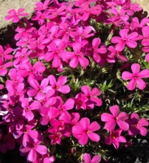 Douglas lángvirág - Phlox douglasii Crackerjack