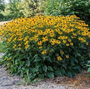 Pompás kúpvirág Rudbeckia fulgida Goldsturm, Fotó: F. D. Richards, Flickr