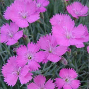 Pünkösdi szegfű lilás rózsaszín - Dianthus gratianopolitanus Amaranth