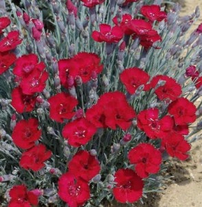 Pünkösdi szegfű Dianthus gratianopolitanus Rubin