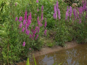 Réti füzény Lythrum salicaria cserepes évelőágyi és vízparti virág