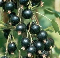 Fertődi 1 fekete ribizli szabad gyökeres korai érésű ribiszke