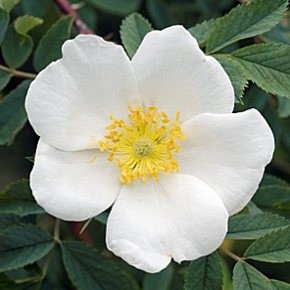 Vadrózsa - Rosa laxa virág