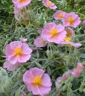 Rózsaszín napvirág - Helianthemum Wisley Pink