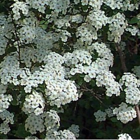 Kerti gyöngyvessző virágok - Spiraea vanhouttei