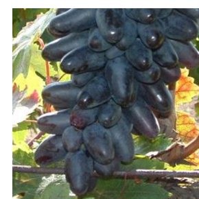 Suvenir csemegeszőlő - Szőlő oltványok
