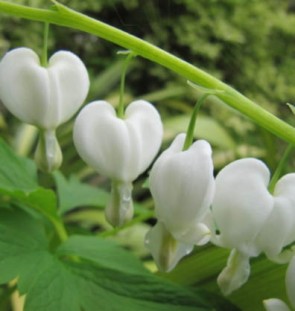 Szívvirág fehér Dicentra spectabilis Alba