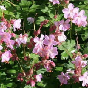 Talajtakaró gólyaorr - Geranium Ingwersen's Variety