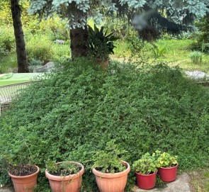 Téli jázmin Jasminum nudiflorum talajtakaró cserje