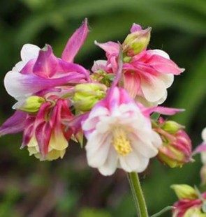 Teltvirágú harangláb Aquilegia Nora Barlow